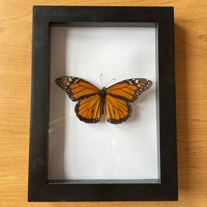 Monarch Butterfly Specimen